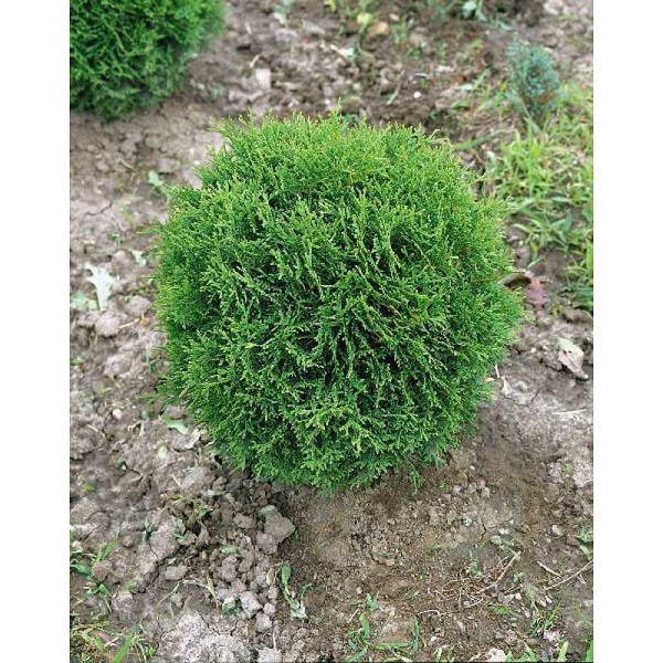 Туя Западная Литл Джем P9 20-25 шт