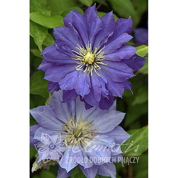 Клематис Коперникус P9 шт