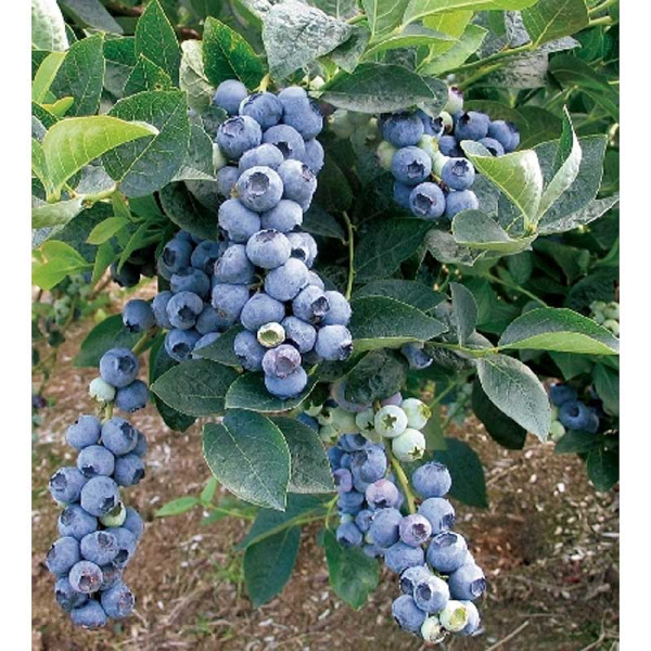 Голубика Блюголд P9 шт