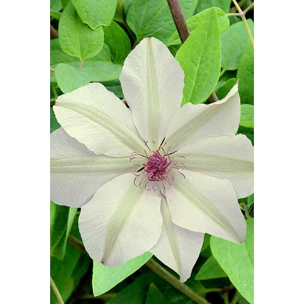 Клематис Мать Урсула Ледуховска I 1 шт Садовита