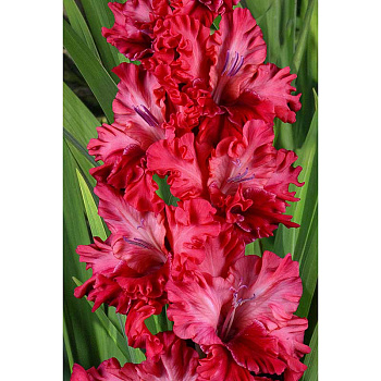Гладиолус Бальзам На Душу 8/10 5 шт, Садовита 