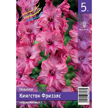 Гладиолус Кингстон Фриззлс 10/12 5 Эконом шт 