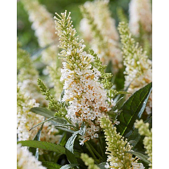 Буддлея Давида Баттерфляй Кенди Литтл Уайт P9 шт