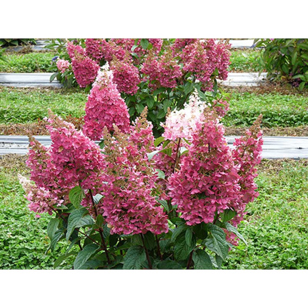 Гортензия Метельчатая Пинки Винки Р9 ,шт Садовита