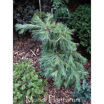 Сосна Веймутовая Ниагара Фоллс 30-40см