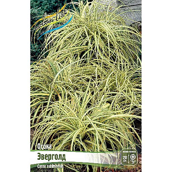 Осока (Carex) Эверголд 2/3 2 шт