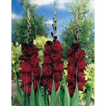 Гладиолус Арабиан Найт 10/12 5 Эконом шт 