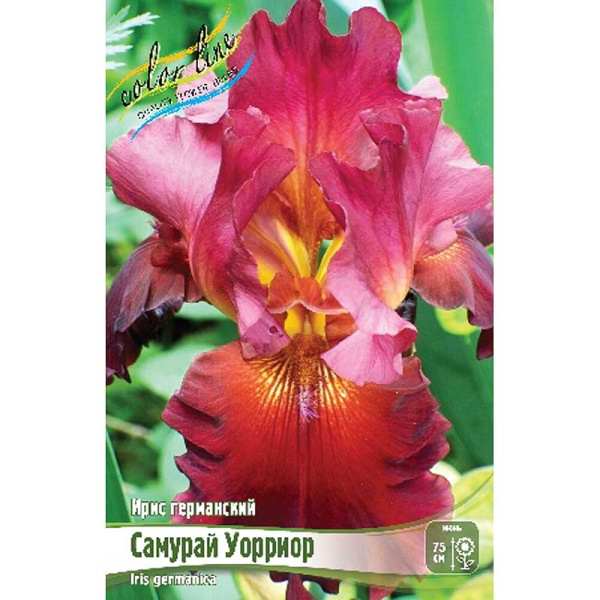 Ирис Германский Самурай Уорриор I 1 шт