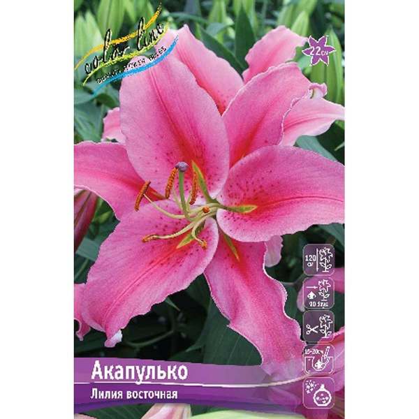 Лилия Акапулько 12/14 5 шт 