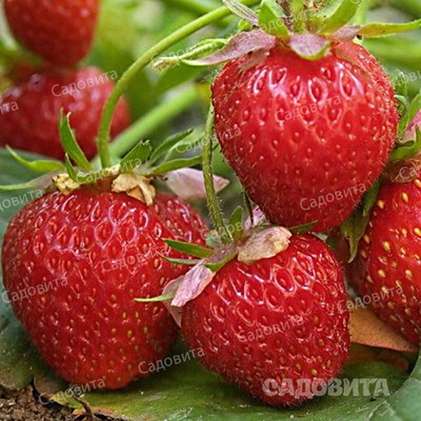 Земляника садовая Онда (цена за 40 шт) ОСП