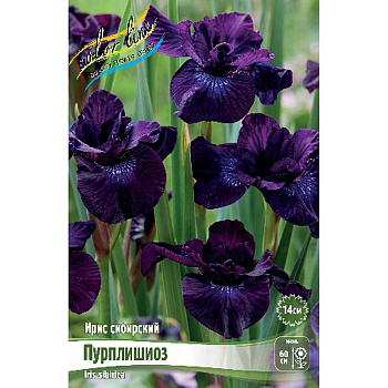 Ирис Сибирский Пурплишиоз I 25 шт Биг-пак 9695