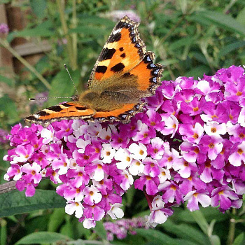 Буддлея Давида Берриз Энд Крем P9 шт