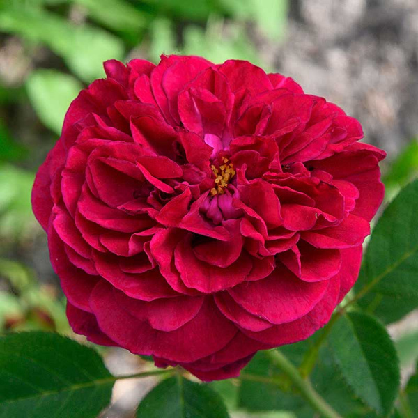 Роза шраб Уильям Шекспир 2000 (английская) Садовита