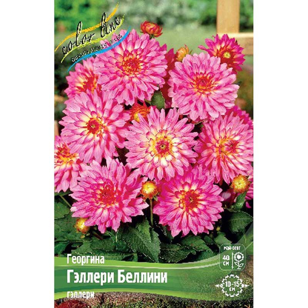 Георгина Гэллери Беллини I 1 шт