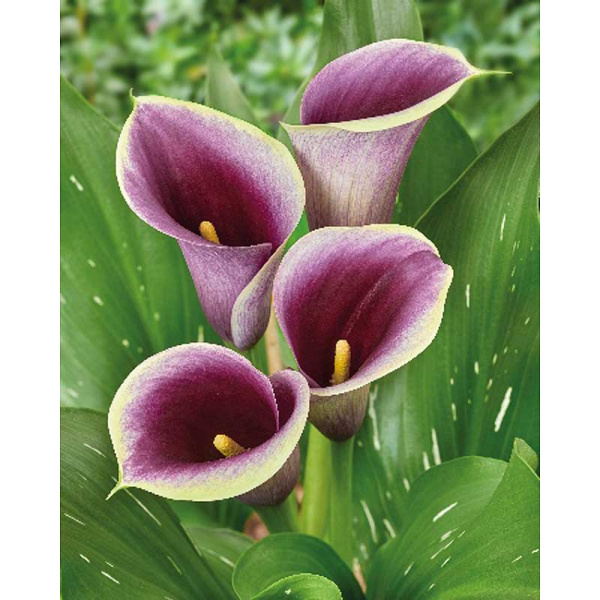 Калла Капитан Раноми 12/14 2 шт