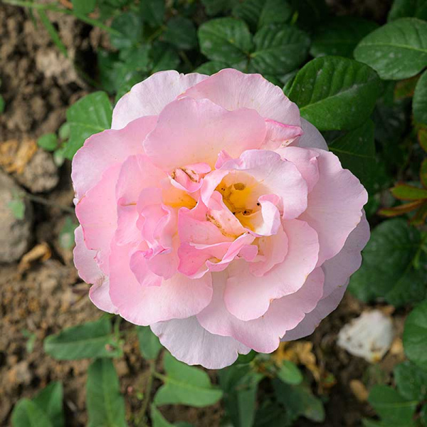 Роза Флорибунда Кремоза Садовита