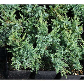 Можжевельник Чешуйчатый Блю Свед C2