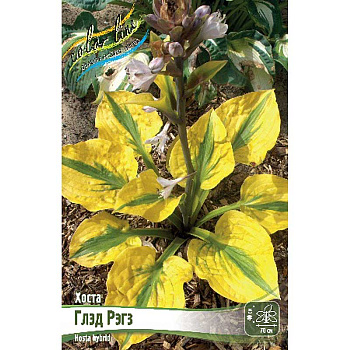 Хоста Глэд Рэгз 1 n 25 шт Биг-Пак 9684