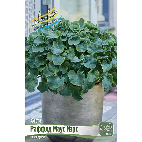Хоста Раффлд Маус Иэрс 1 n 15 шт Биг-Пак 8565 