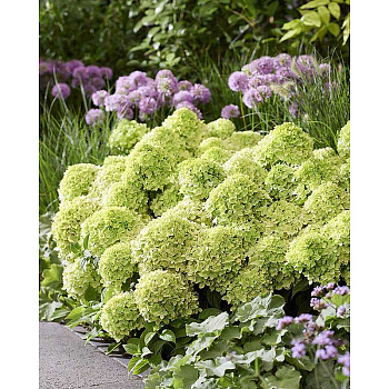 Гортензия Метельчатая Литтл Эппл P8