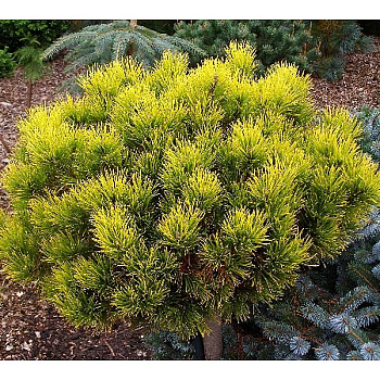 Сосна Горная Карстен Винтерголд C1.5