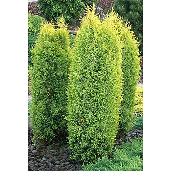 Можжевельник Juniperus Communis Gold Cone P9 ,шт Садовита 9284