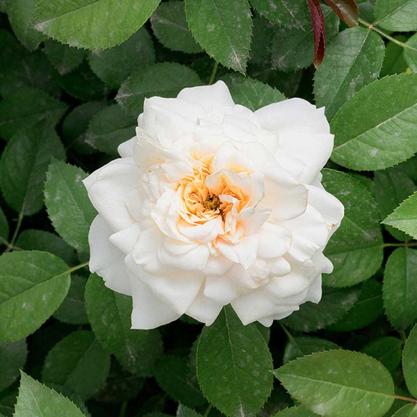 Роза Флорибунда Лионс Роуз Садовита