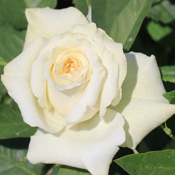 Роза чайно-гибридная Айсленд Садовита