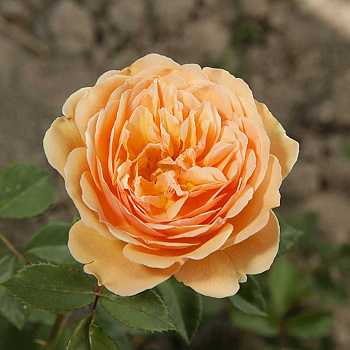 Роза шраб Леди оф Шалотт (английская) Садовита