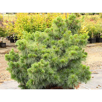 2156 Сосна Веймутовая Коннектикут Слейт C4 25-30cm ,шт