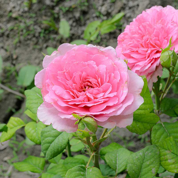 Роза Чайно-гибридная Жардино Дель Аморе Садовита