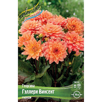 Георгина Гэллери Винсент I 15 шт Шоу-бокс 9575
