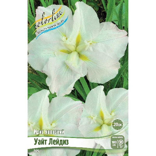 Ирис Мечевидный Уайт Лейдиз I 25 шт Биг-пак 4082