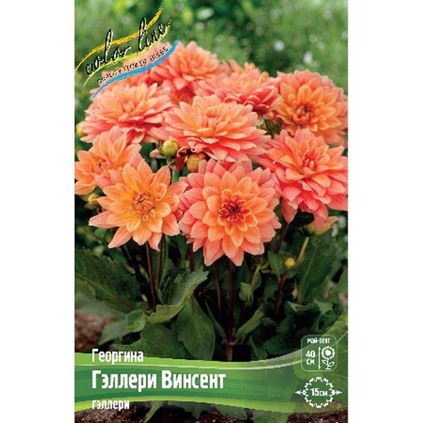Георгина Гэллери Винсент I 15 шт Шоу-бокс 9575