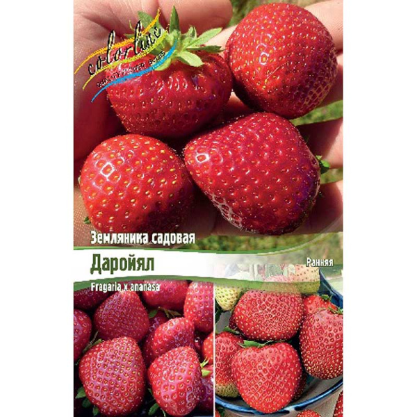 Земляника Садовая Даройял A 5 шт 