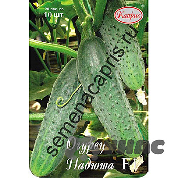 Огурец Надюша (Нидерланды) Каприс