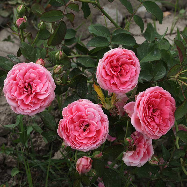 Роза флорибунда Кимоно Садовита