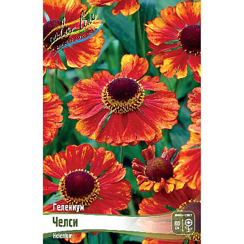 Гелениум Челси I 1 шт