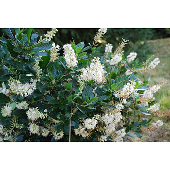 Клетра Ольхолистная Хаммингбёрд P9