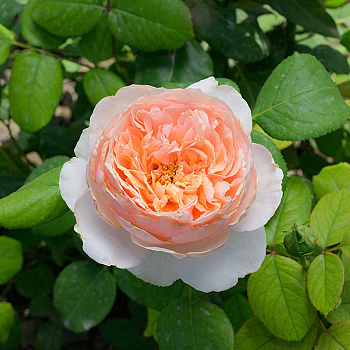 Роза Чайно-гибридная Салманасар Садовита