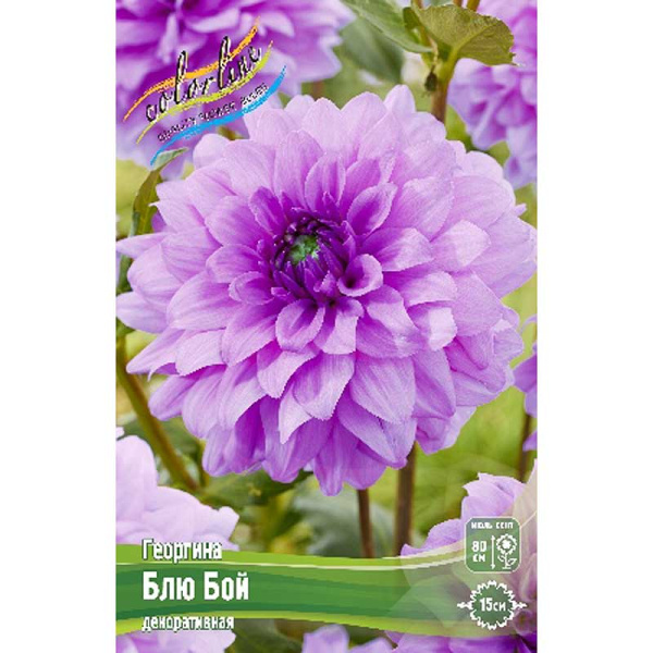Георгина Блю Бой I 1 шт