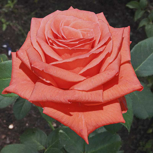 Роза чайно-гибридная Муви стар Садовита