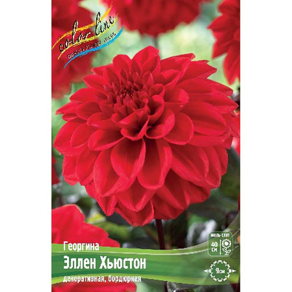 Георгина Эллен Хьюстон I 15 шт Шоу-бокс 9028