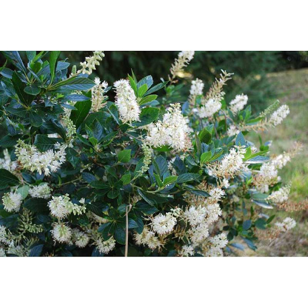 Клетра Ольхолистная Хаммингбёрд P9