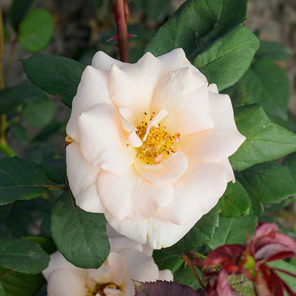 Роза чайно-гибридная Осиана Садовита