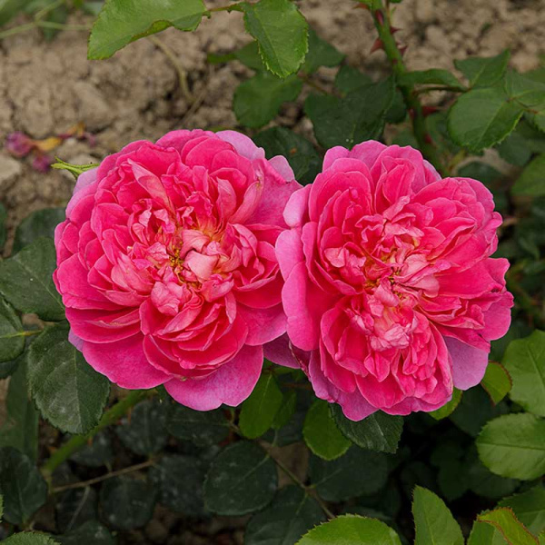 Роза шраб Принцесса Анна (Английская) Садовита