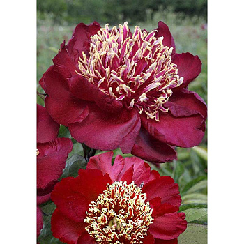 Пион Чарльз Бургес 2/3 n 1 шт 