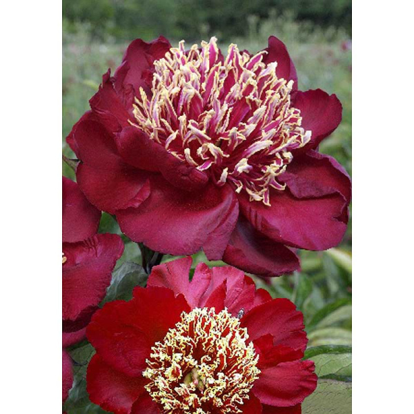 Пион Чарльз Бургес 2/3 n 1 шт 