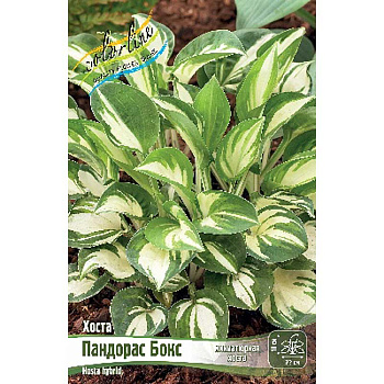 Хоста Пандорас Бокс 1 n 1 шт 