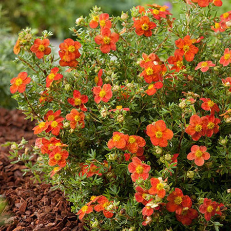 Лапчатка Кустарниковая Ред Робин P9 Садовита